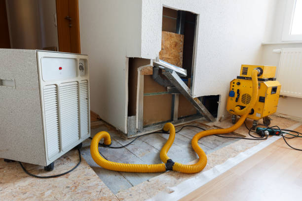 Professional Mold Removal in Madera Ranchos, CA