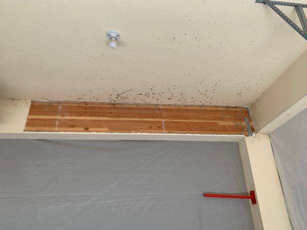 Best Asbestos and Lead Testing During Mold Inspection  in Madera Ranchos, CA
