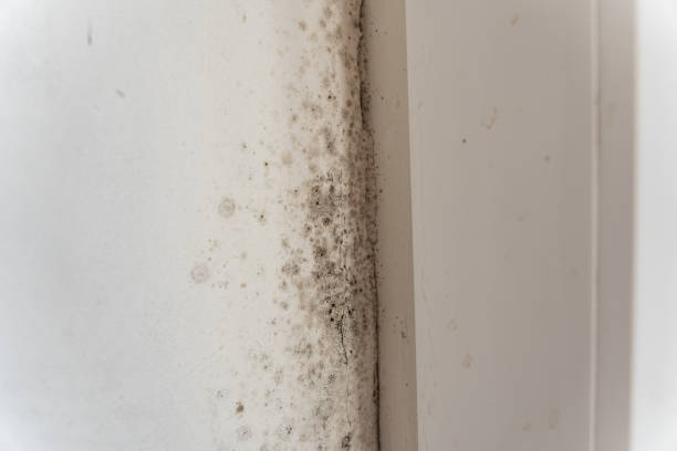 Best Attic Mold Removal  in Madera Ranchos, CA
